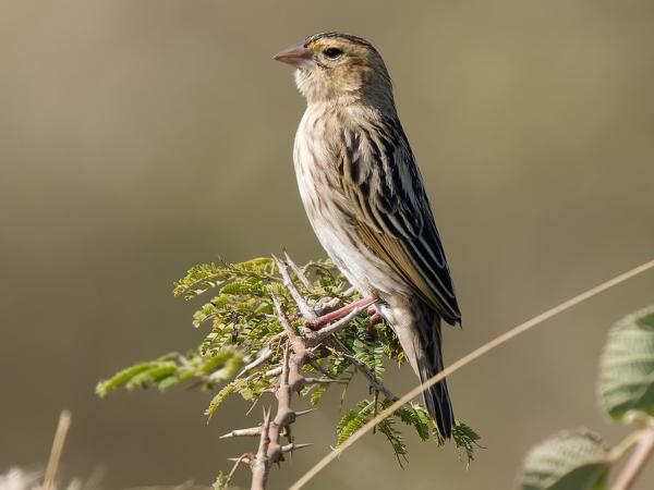 <h3><a href="/trips/safari/biota/animalia/chordata/aves/040 passeriformes/114 ploceidae/euplectes axillaris/euplectes axillaris-en.html">Euplectes&nbsp;axillaris</a> / Fan‑tailed&nbsp;widowbird / Roodschouderwidavink</h3>OM-1 Mark II with OLYMPUS M.150-400mm F4.5 TC, 1/2000 sec at F5.6, ISO 800, distance 13.5&nbsp;m
